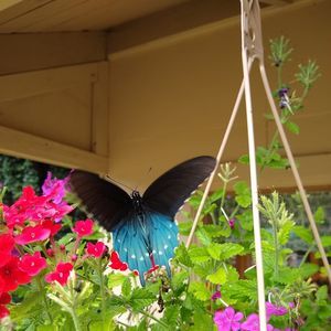 Meet your Posher, Annette